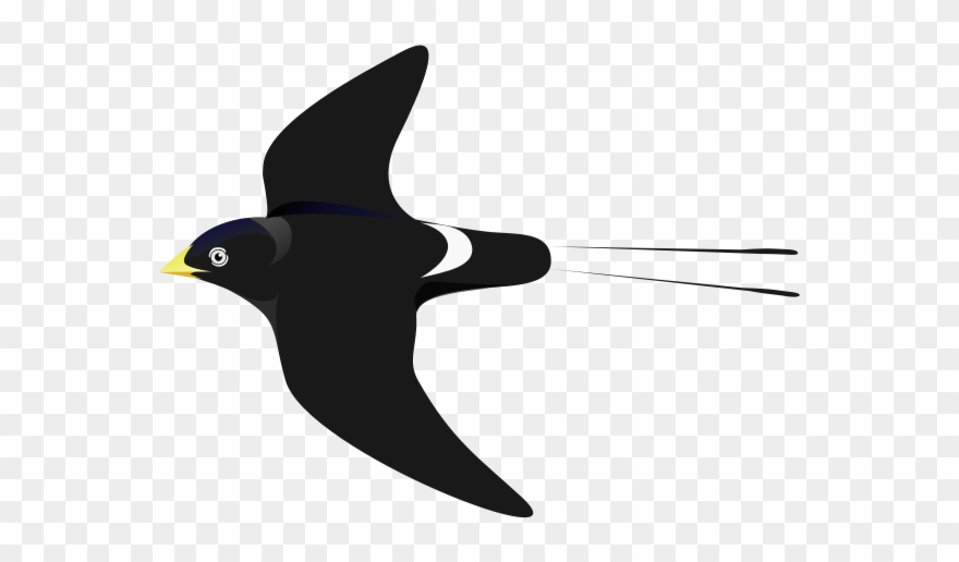 Clipart Info - White Eyed River Martin - Png Download