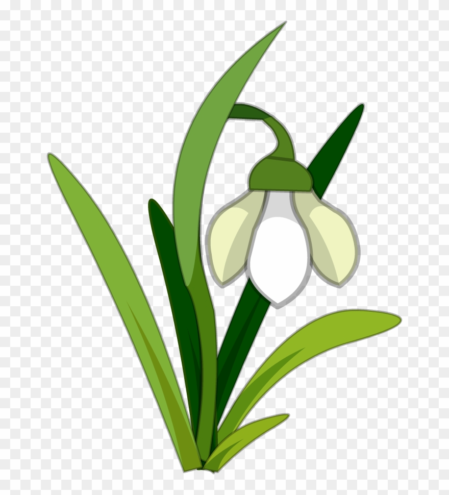 Snowdrop Flower Clipart - Png Download
