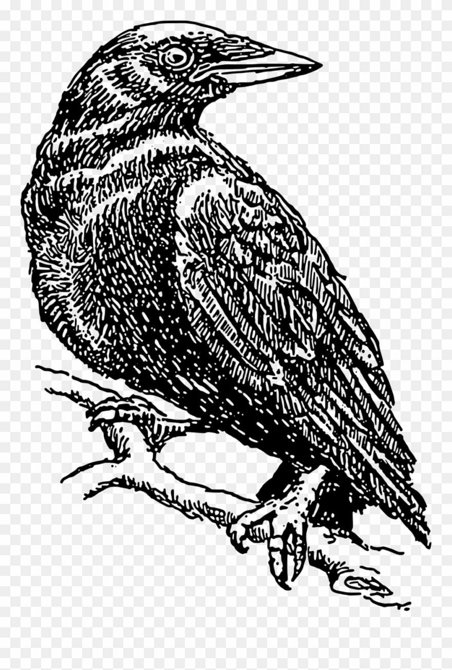 Crow - Crow Cliparts Black And White - Png Download