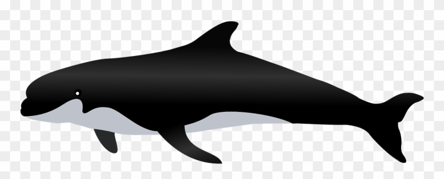 Whales, Dolphins, Clip Art, Whale, Illustrations - Paus Png Transparent Png