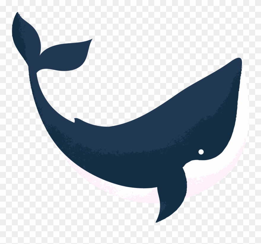 Orca Reviewed By Abbie Cheesman At Whale And Dolphin - Whales Clipart