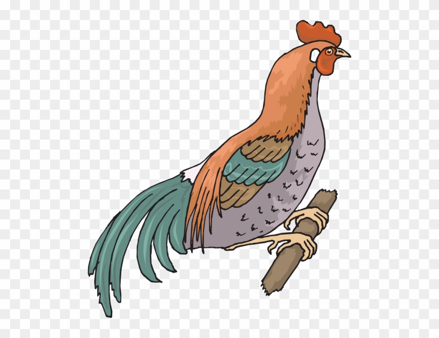 Gambar Ilustrasi Hewan Unggas Clipart