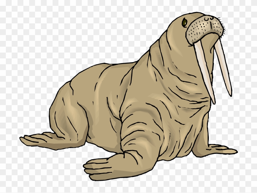 Download Walrus Clip Art - Clip Art Walrus - Png Download (#819572