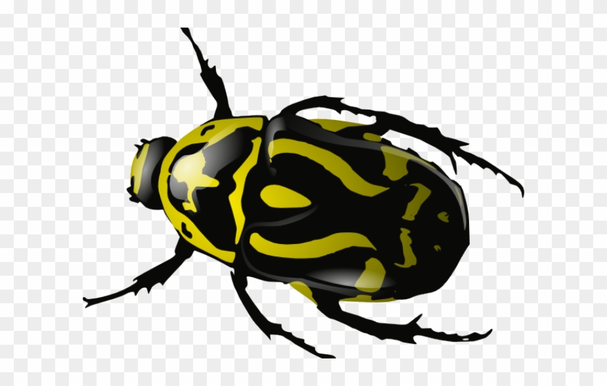 Insect Clipart Beatle - Beetle Clip Art - Png Download