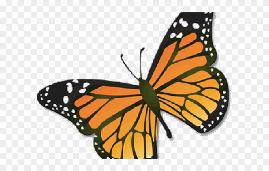 Monarch Butterfly Clipart August - Monarch Butterfly Clipart Cartoon - Png Download