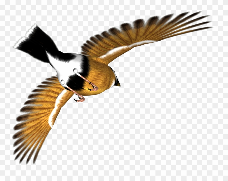 Free High Resolution Clip Art - Clip Art - Png Download