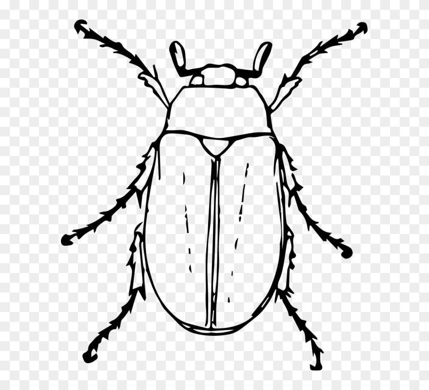 Black And White Reindeer Clipart - Brouk Kreslený - Png Download