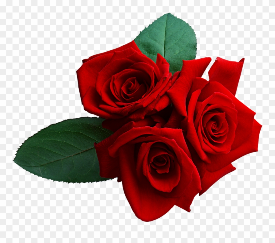 Image Du Blog Zezete2 - Rose Live Clipart