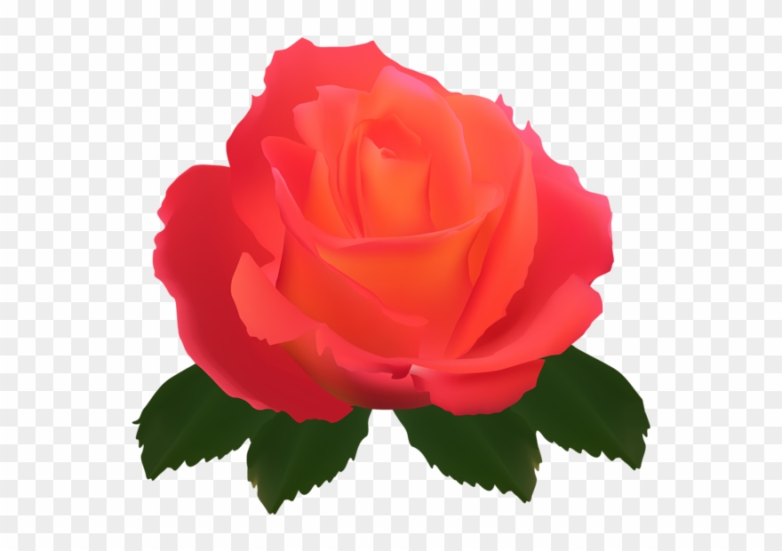 Discover Ideas About Clip Art - Garden Roses - Png Download
