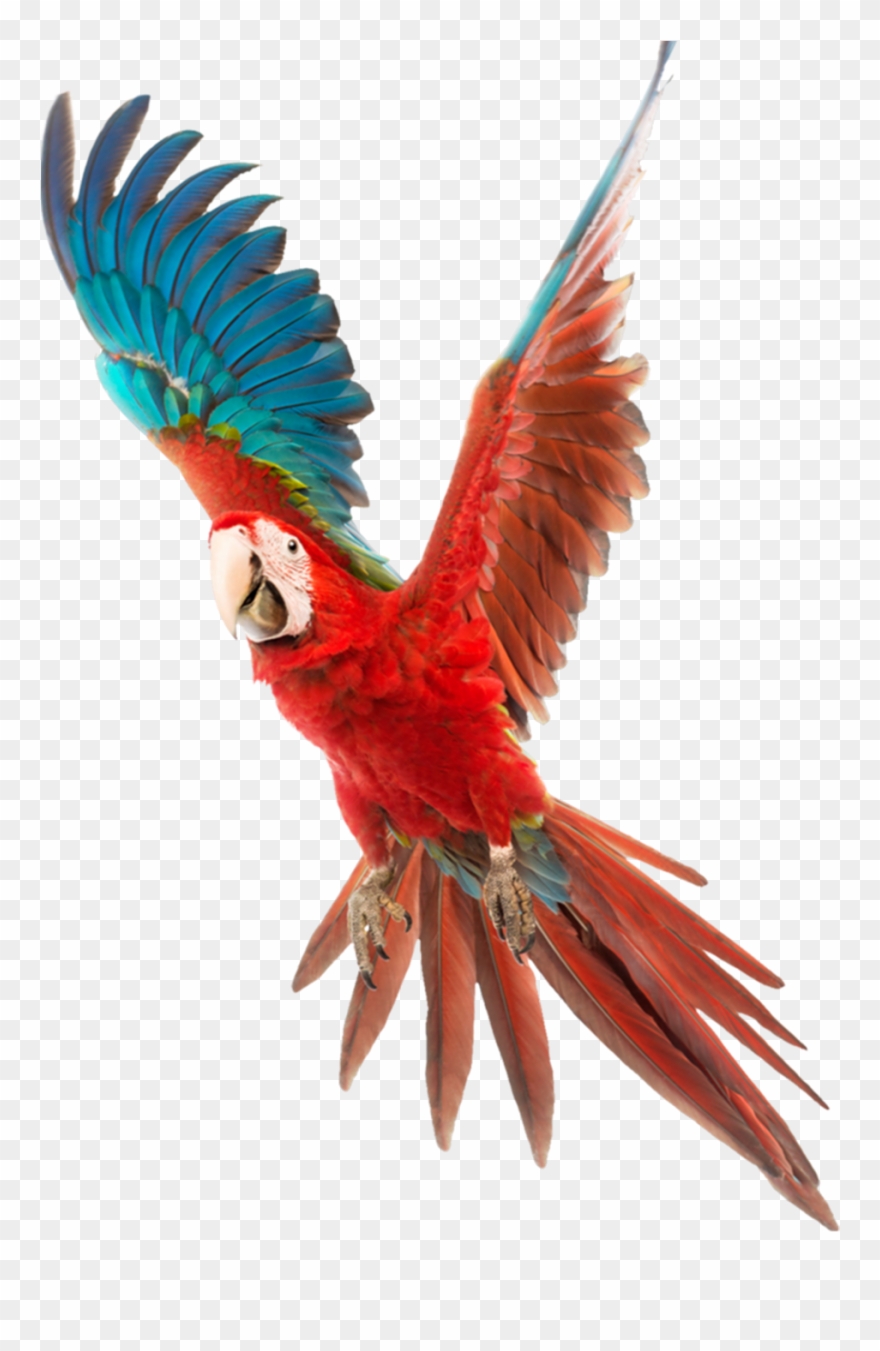 Vector Free Download Bird Budgerigar Cockatiel Cage - Colorful Birds Png Clipart