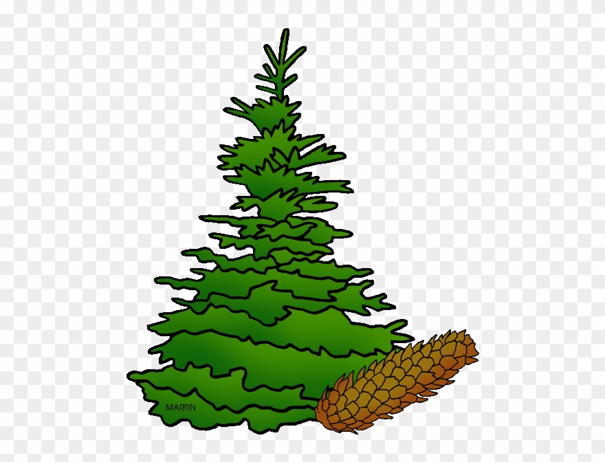 State Tree Of South Dakota - Black Hills Spruce South Dakota Clipart