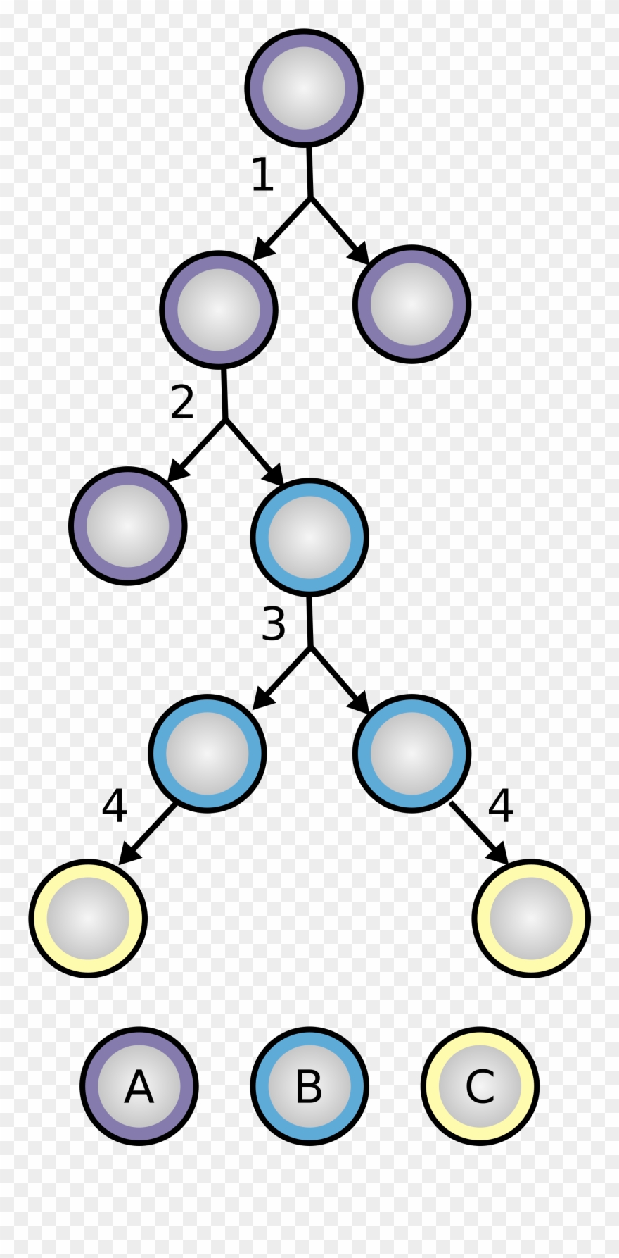 Stem Cells Help Researchers Determine Toxicity Of Pollution - Stem Cell Division And Differentiation Clipart