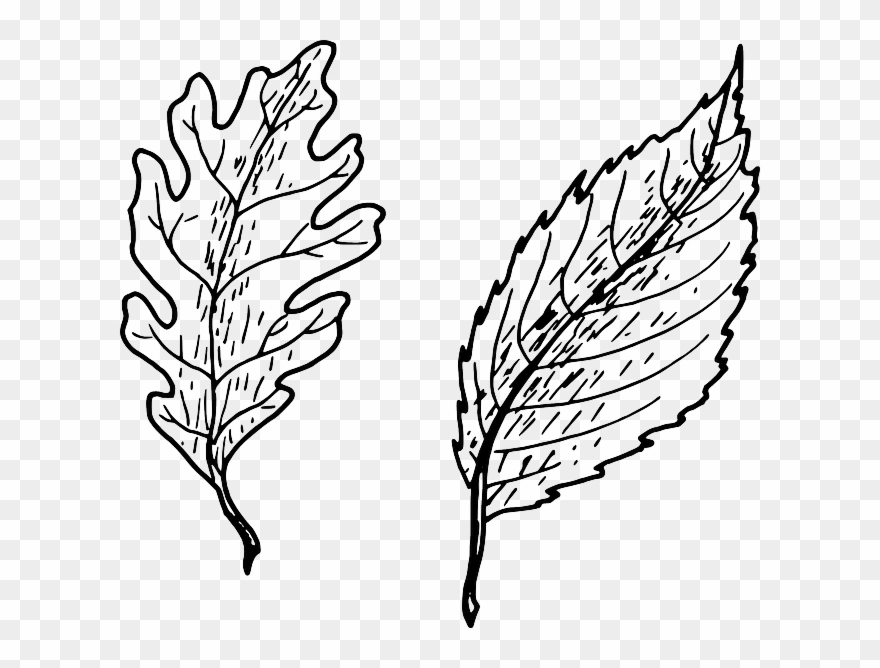 Leaves Simple Clipart Pinnation Leaf Shape - Keys Of Power By Nathan Crick - Png Download