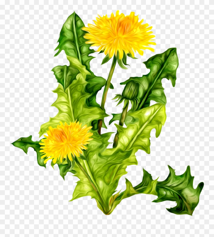 Dandelion Png - Одуванчик Пнг Clipart