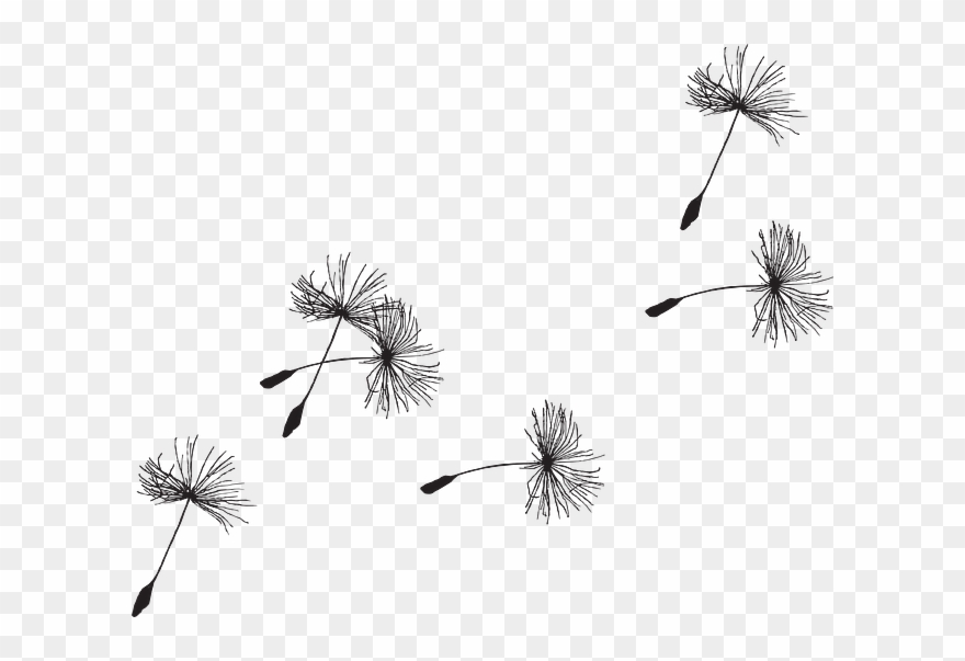 Clip Art Dandelion Seeds - Png Download