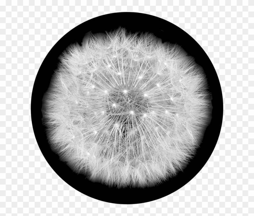 Dandelion Clipart Wind Drawing - Apollo Dandelion Puff Glass Gobo Sr-1019 - Png Download