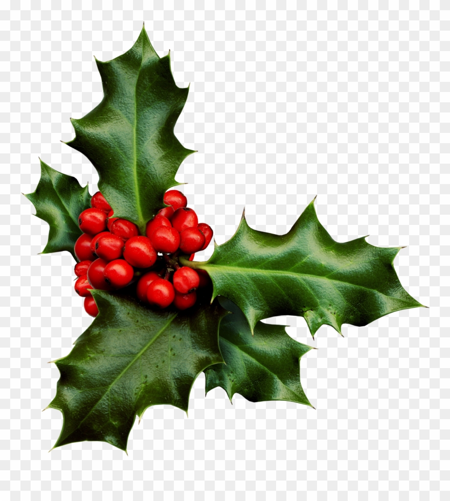Holly Png Banner Black And White Library - Holly Images Transparent Background Clipart