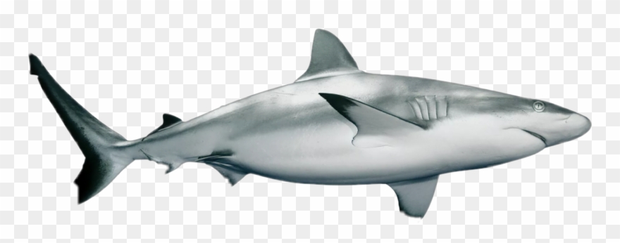 Shark Clipart