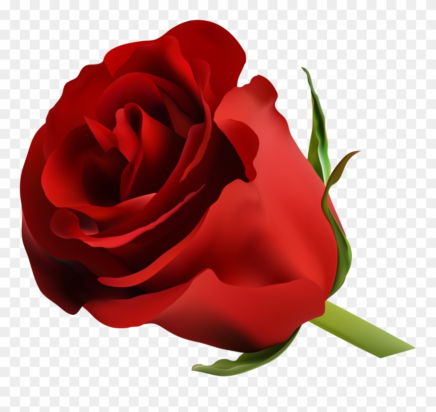 Red Rose Png Clip Art Image Pinterest - Beautiful Blue Rose Flowers Transparent Png
