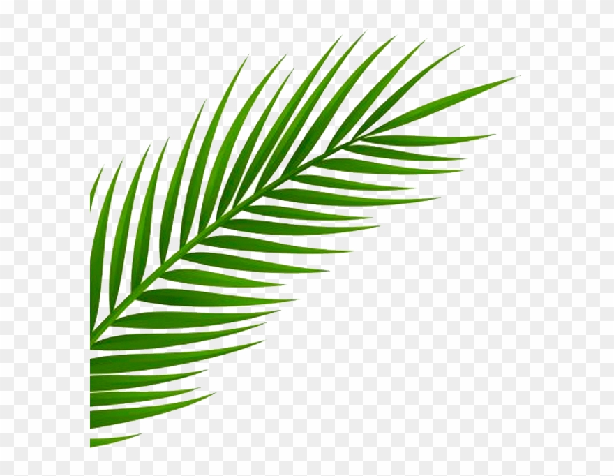 Inspired By A Recent Trip To Miami By Our Creative - Palm Leaf Png Free Clipart