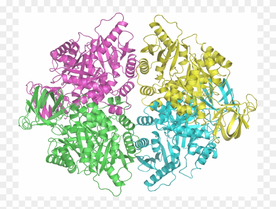 41, 18 July 2017 - Pyruvate Kinase Clipart