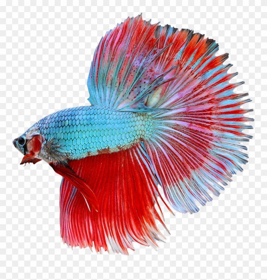 Betta Clipart Transparent Background - Betta Png