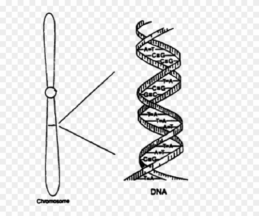 Jpg Freeuse Library A Sketch With Small - Sketch Of Dna Structure Clipart