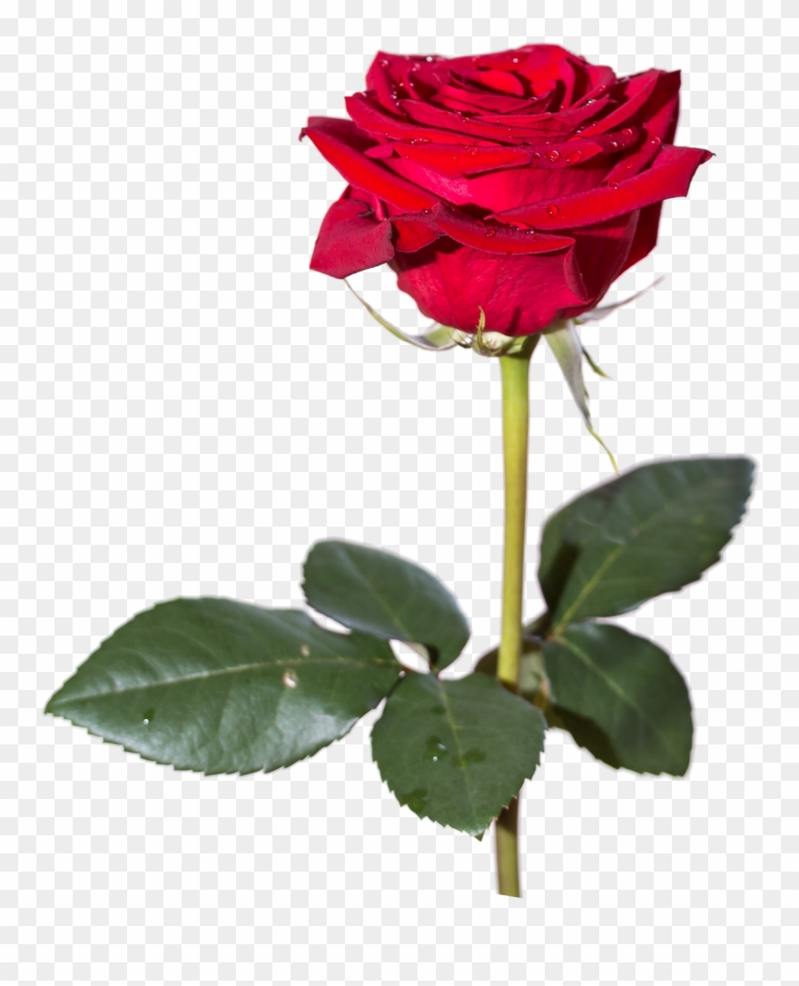 Rose Image Pngpix - Shayari Of Love In English Clipart