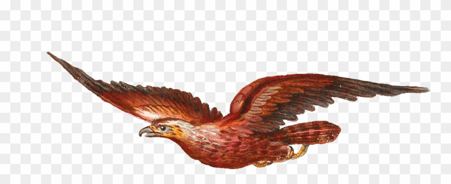 Wonderful Animals Vintage Bird Clip Art 1448 X 903 - Clipart Bird Of Prey - Png Download