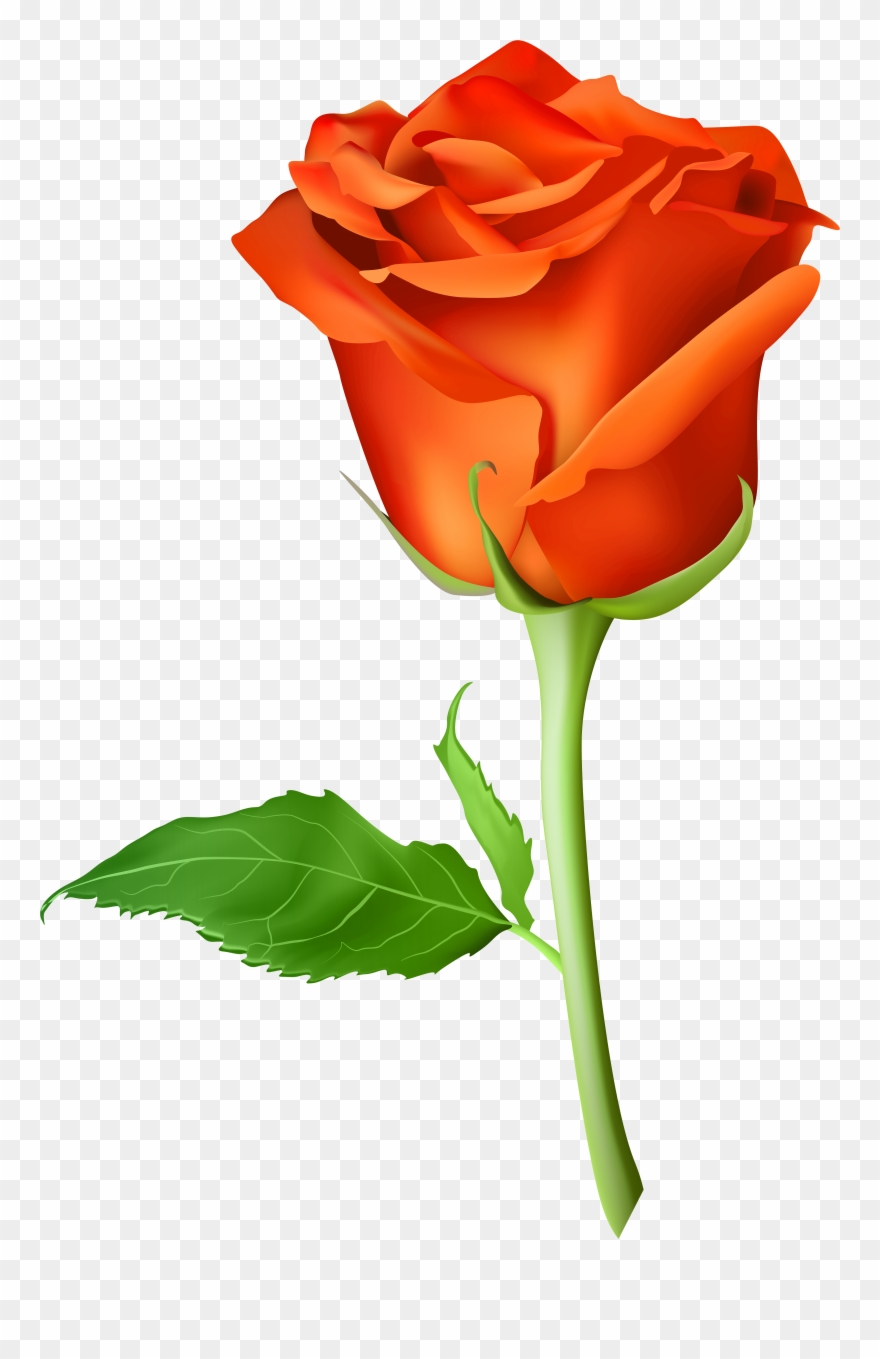 Picsart Rose Png Hd Clipart