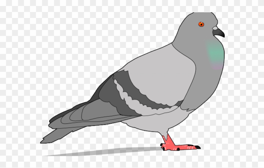 Pidgeons Clipart Face - Pigeon Clipart - Png Download