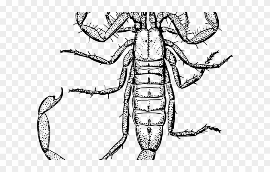 Original - Death Stalker Scorpion Drawing Clipart