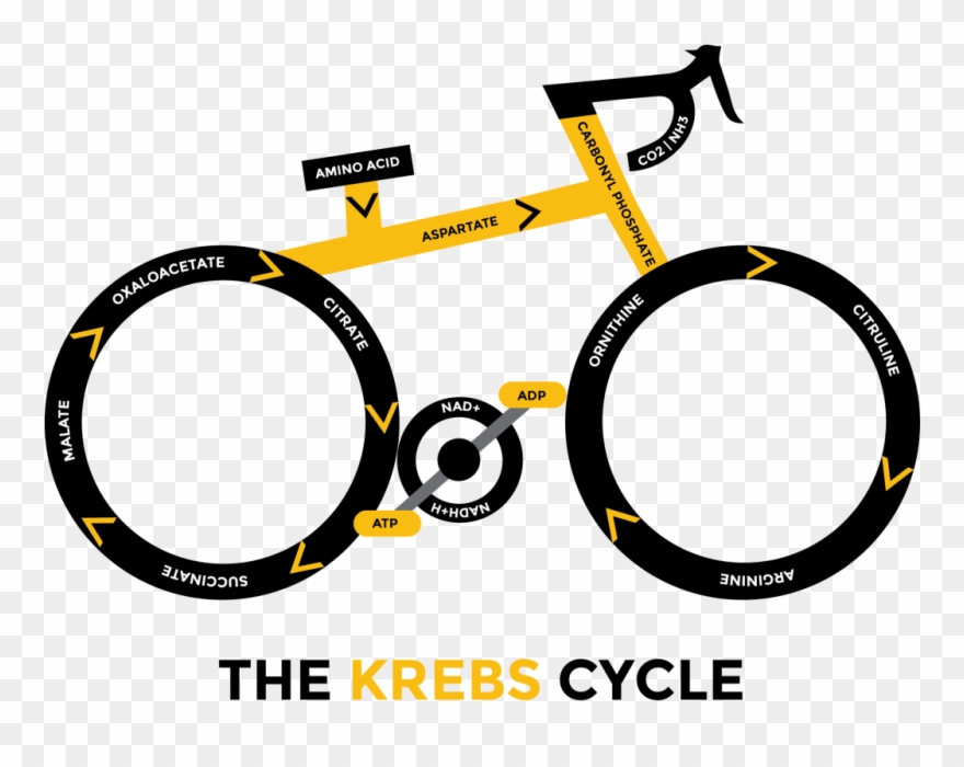 Kill Cancer With Oxygen And Ketogenic Diet - Citric Acid Cycle Meme Clipart