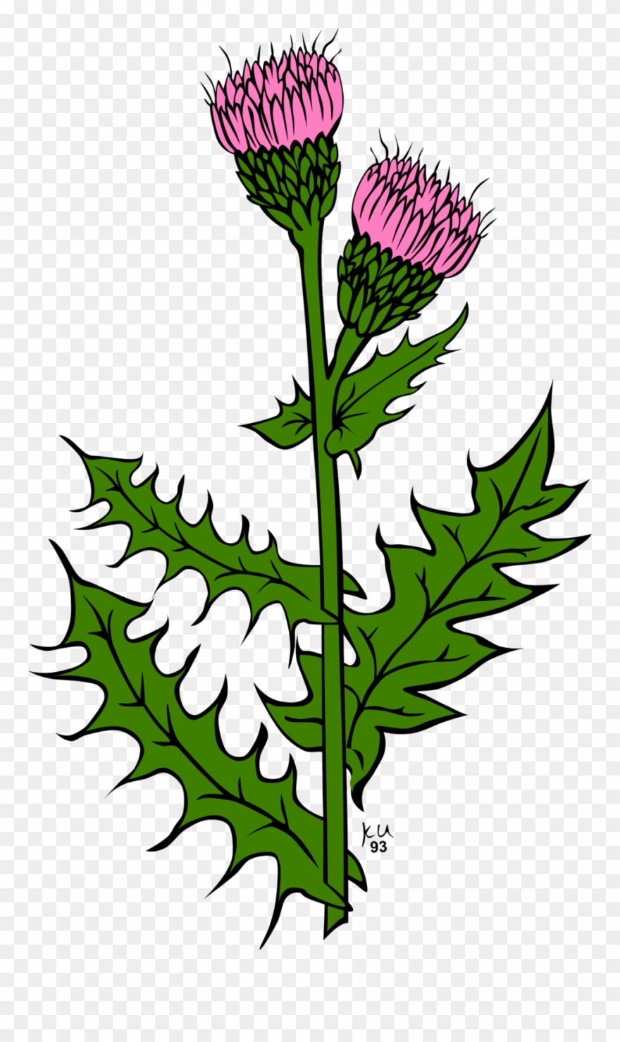 Ku Cirsium Arvense - Scottish Thistle Clip Art - Png Download