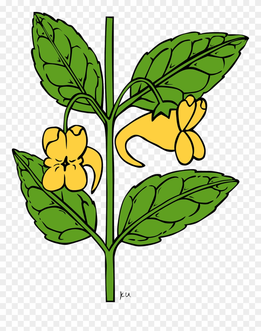 Ku Impatiens Aurella - Outline Of A Flower Clipart