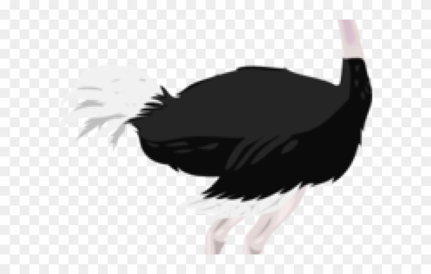 Ostrich Clipart Ostritch - Common Ostrich - Png Download