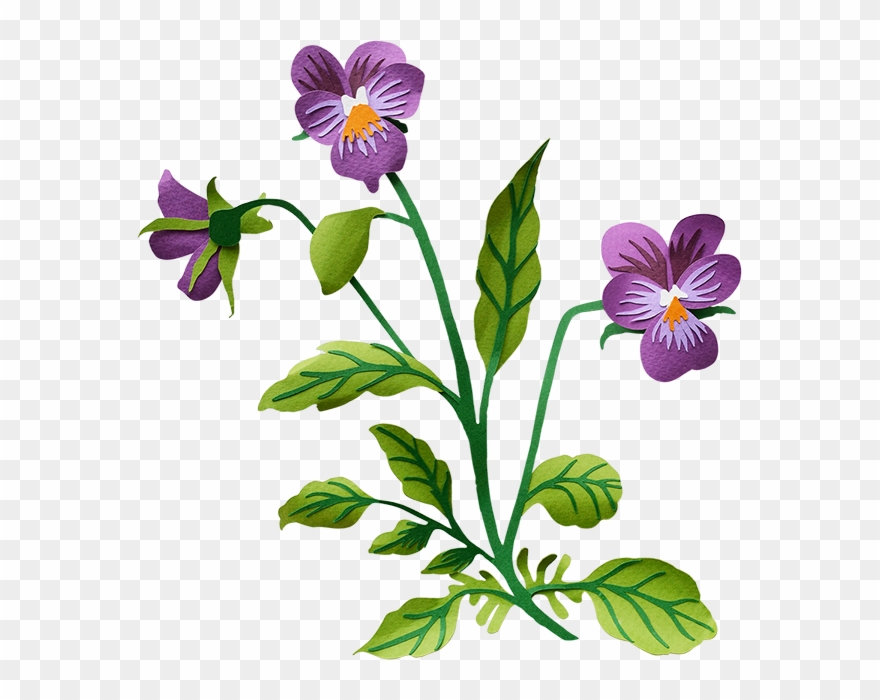 Pansy - Pansy Transparent Background Clipart