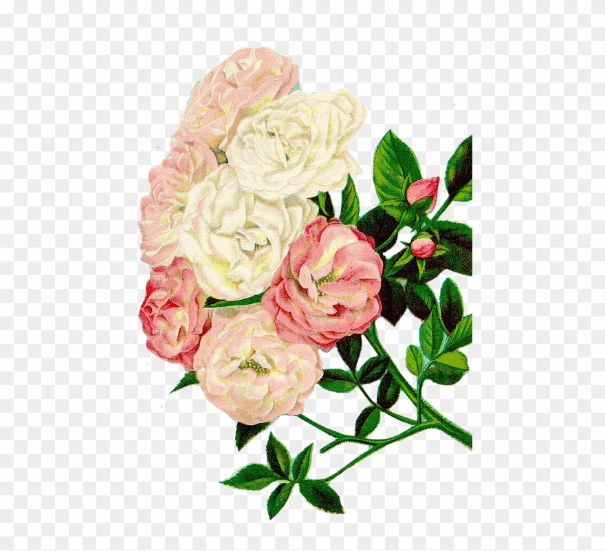 Roses Clipart, Floral Clipart, Flowers - ภาพ ตัด ปะ ดอก กุหลาบ - Png Download