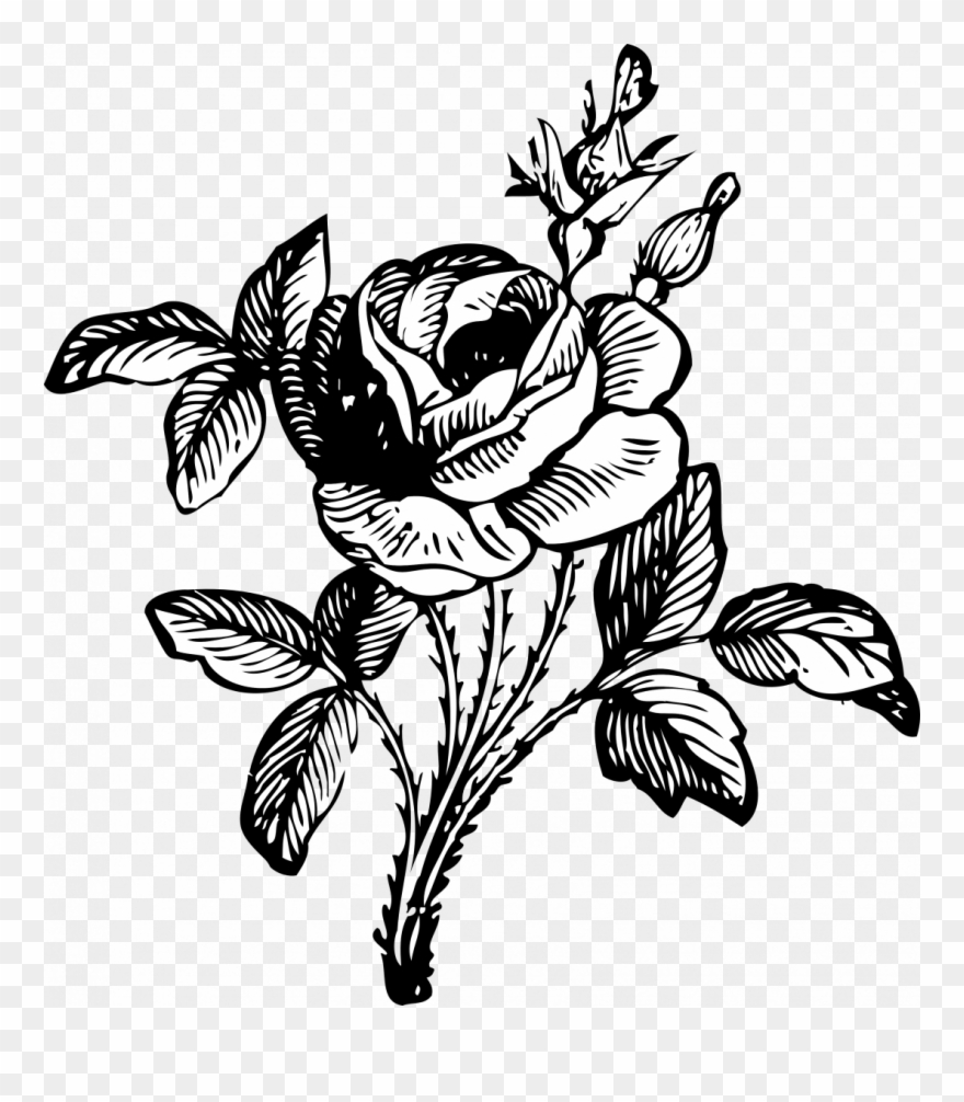 How To Draw A Simple Rose Bush Bunch Of Flowers - Flower Bouquet Clip Art Black And White - Png Download