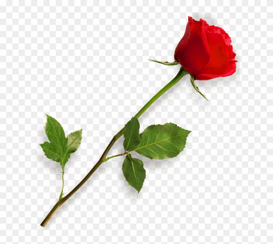 Red Rose Clipart Long Stem - Rose Png Transparent Png