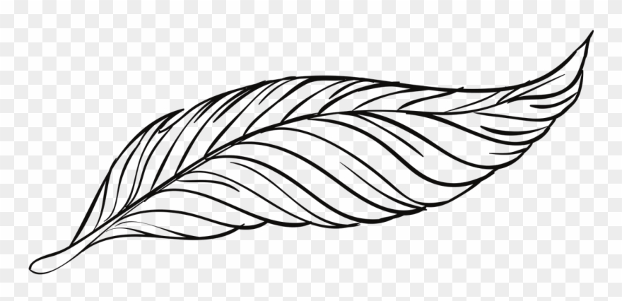 Drawing Feather Beautiful - Kolay Tüy Çizimi Clipart