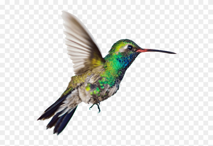 Clip Art Black And White Library Hummingbird Clipart - Seven Letters From Paris: A Memoir [book] - Png Download