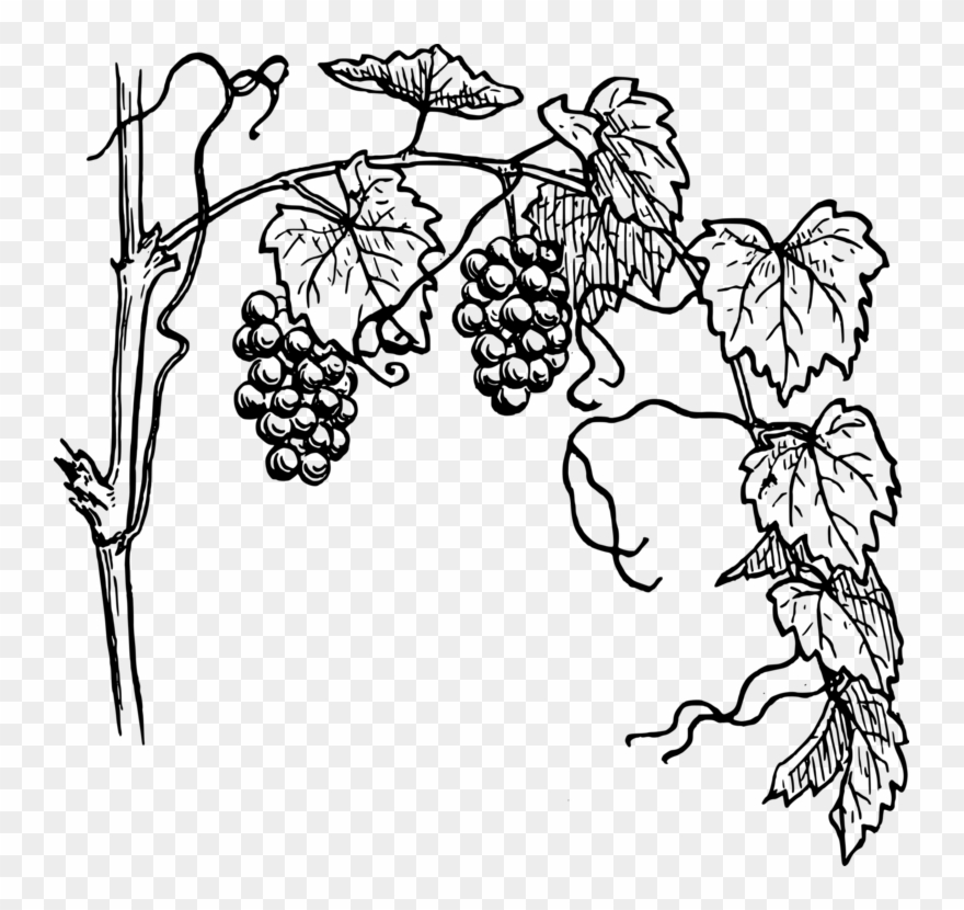 All Photo Png Clipart - Grape Vine Clipart Transparent Png