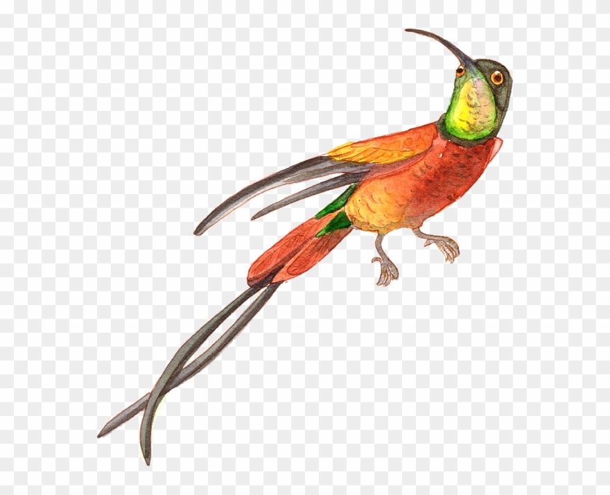 Bleed Area May Not Be Visible - Hummingbird Yellow And Red Clipart