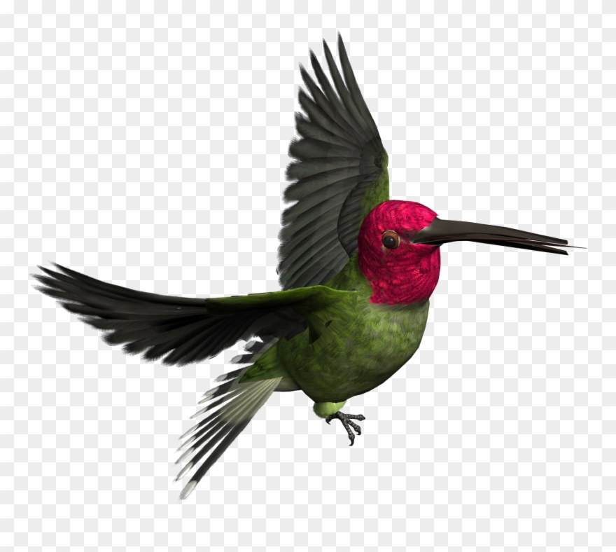 Birds Png Images Free Download Bird - Pajaro Imagen Png Clipart