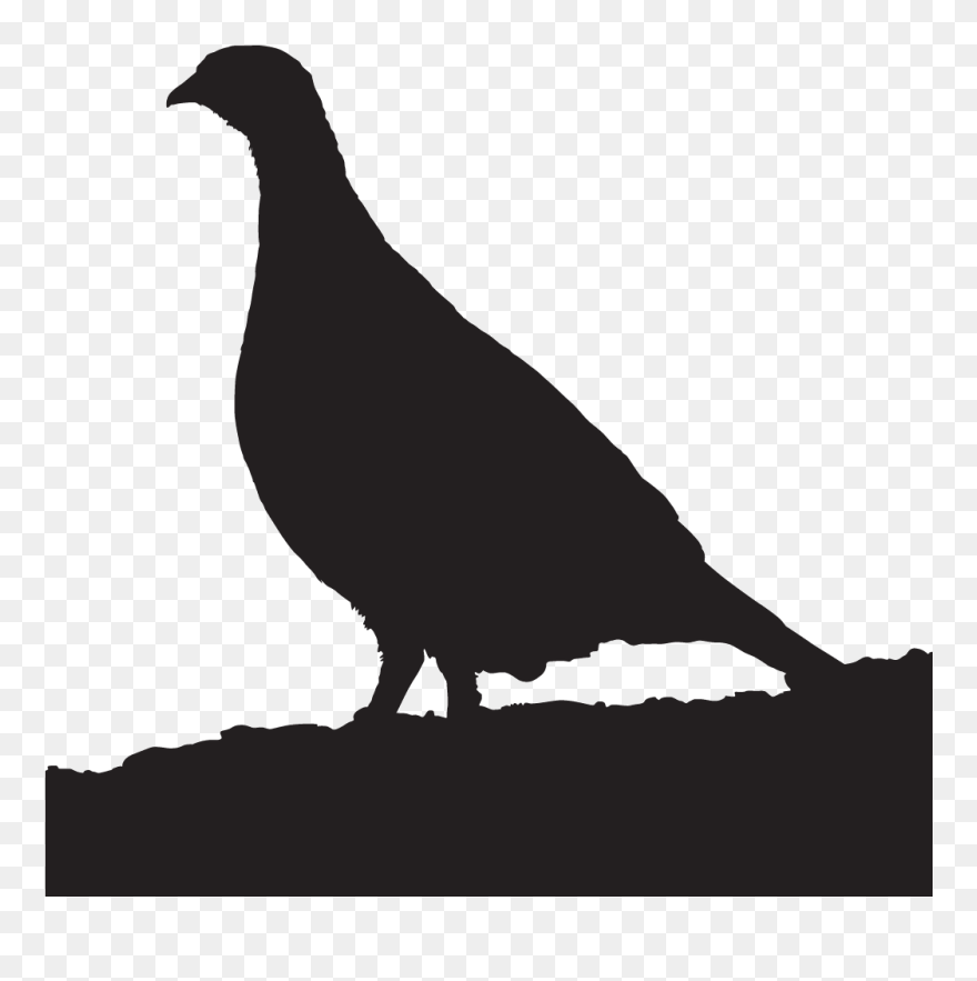 Image Freeuse Stock Pheasant Drawing Different Breed - Prairie Chicken Silhouette Clipart