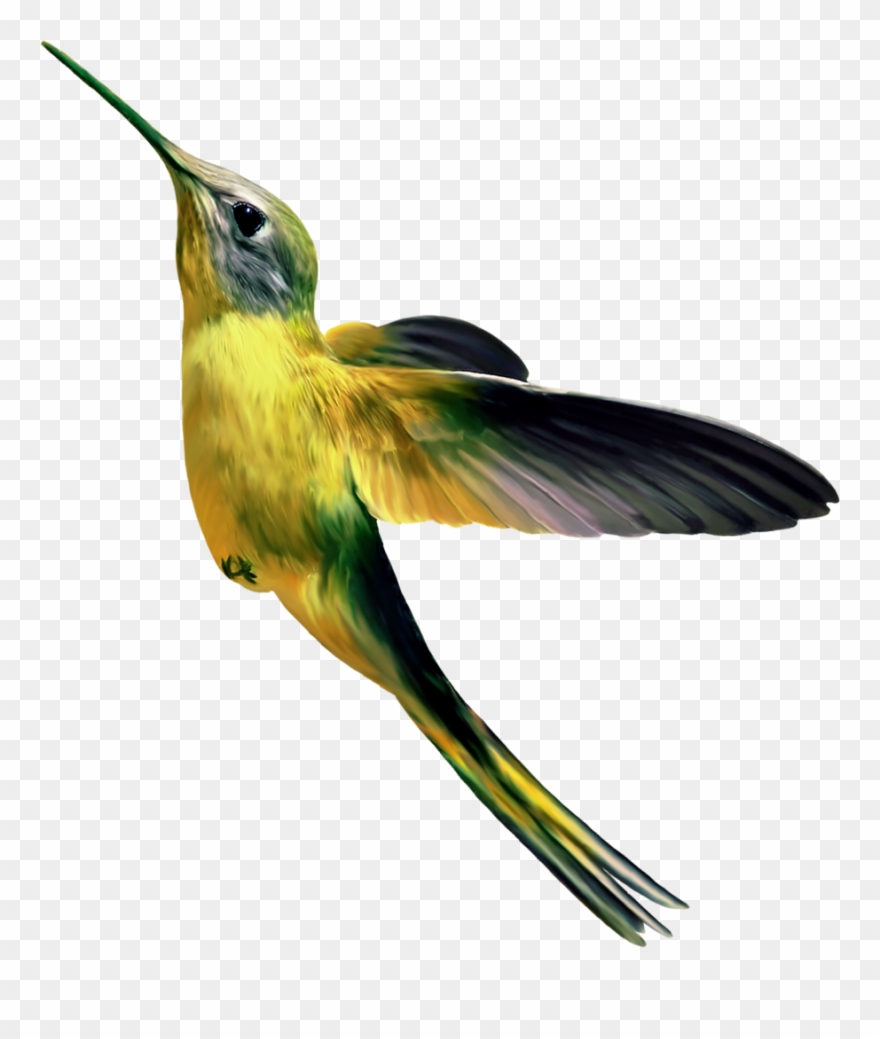 Scrapbooking - Oiseau Png Clipart