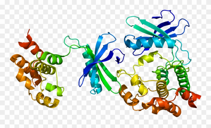 Protein Wnk1 Pdb 1t4h - Wnk1 Protein Clipart