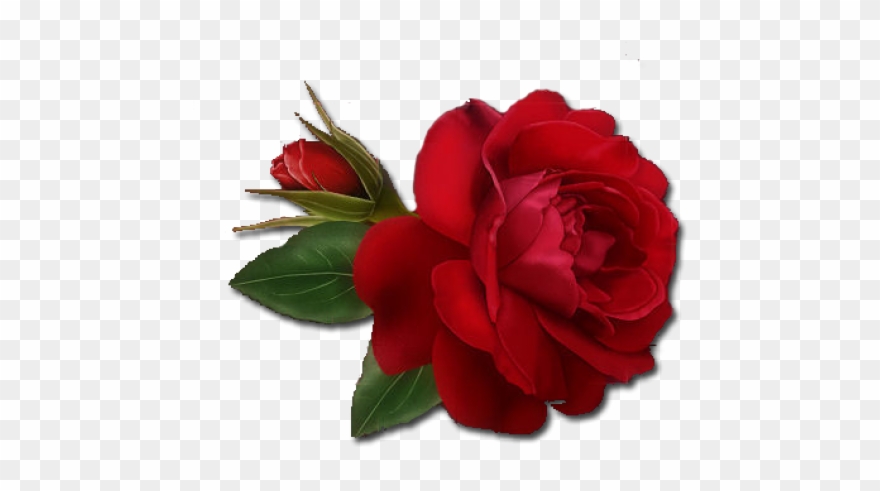 Red Rose Clipart Single Object - Rose Png Transparent Background