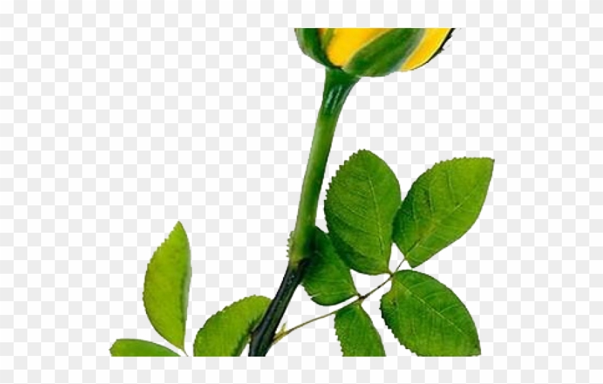 Yellow Rose Clipart One Single - Yellow Rose Transparent Background - Png Download